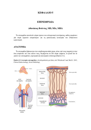 Κεφάλαιο 5-Eπινεφριδια.pdf.jpg