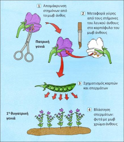 Εικόνα 12.3.jpg.jpg